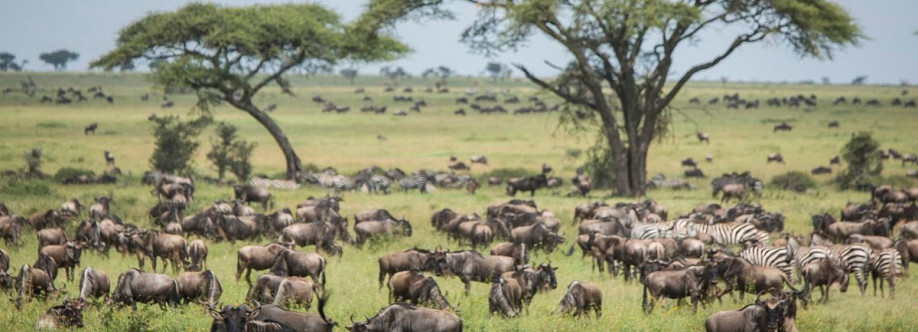 Let's Discover Africa Cover Image