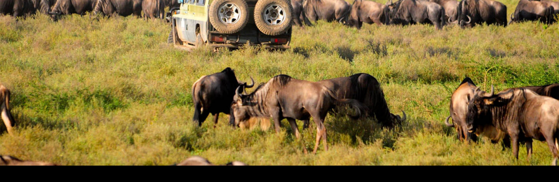 Kimgoni Tanzania Safaris Cover Image